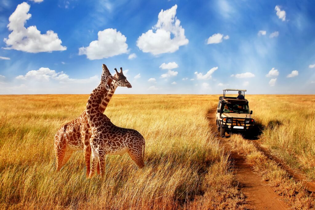 safari experience uk